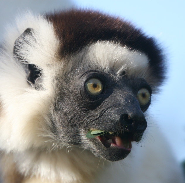 sifaka